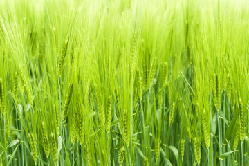 Naklejka premium Wheats Green Background. Fresh Spring Plants.