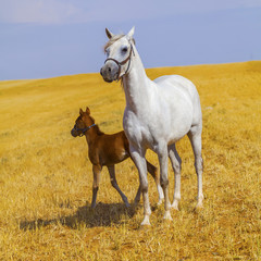 Arabian mare with her new born pony on a golden field