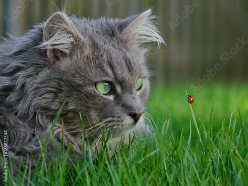 милый котенок мордочка камень трава без смс