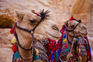 Two camels posing at the ancient city of Petra, Jordan