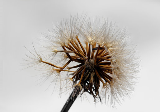 Pusteblume 