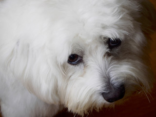 Maltese dog looking its own