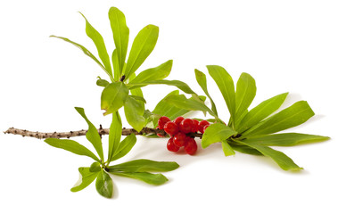 Daphne mezereum. Venomous plant on white background