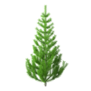 Young pine tree with bright green needles, isolated on white background with clipping path included. Christmas tree without ornaments. 3D rendering.