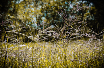 Fototapeta premium Bush texture