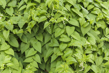 Fototapeta na wymiar Green Ivy leaves background
