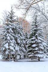 заснеженные ели в парке 