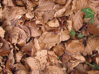 feuilles mortes automne 02
