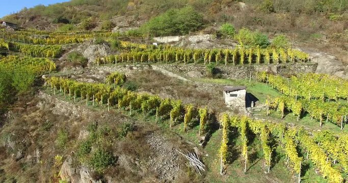 Vigne in Valtellina_part.1