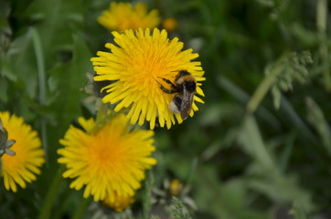 bee on flower