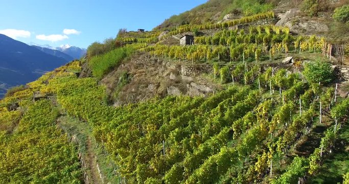 Sorvolo aereo su vigne e terrazzamenti - Valtellina