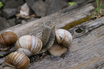 The colony of snails