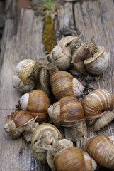 The colony of snails