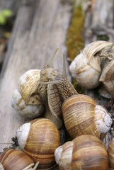 The colony of snails