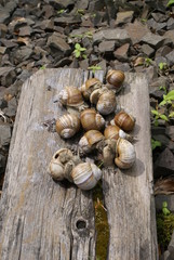 The colony of snails