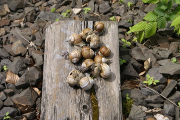 The colony of snails