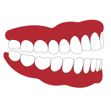 open mouth is not closed teeth, dentition and gum side view, occlusion, the articulation, vector illustration for dental clinic