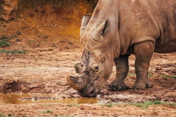 Obraz premium White rhinoceros (Ceratotherium simum) drinking water in a mud puddle.