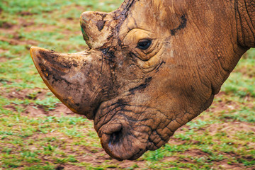 Close-up of white rhino (Ceratotherium simum) in profile position.
