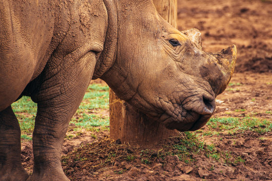 White rhinoceros (Ceratotherium simum) rubs its head against a log.