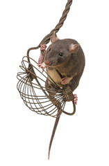 Rattus norvegicus - pet rat