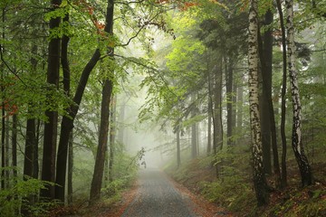 Forest path on a misty weather at the beginning of autumn