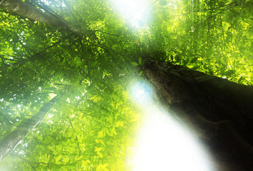 Beautiful green forest in summer with sun ray.