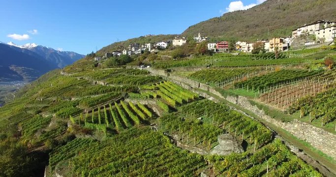 Coltivazioni in Valtellina - Meleti e vigneti - Aerial view 4k