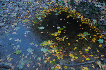 Herbstlaub in vereister Pfütze