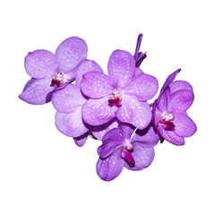 Obraz na płótnie Canvas Orchidaceae