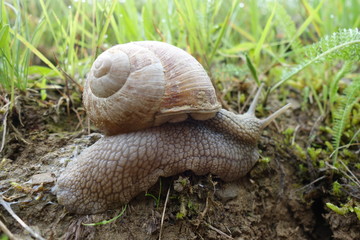 snail in the garden on the grass