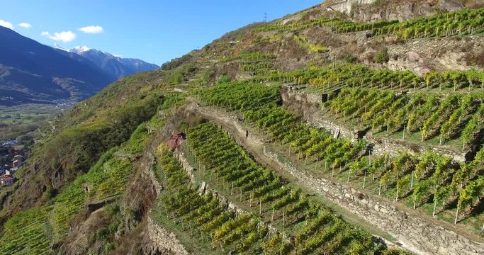 Vigne in Valtellina part_2