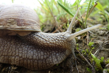 snail in the garden on the grass