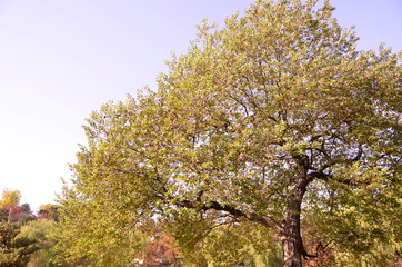 Fototapeta premium 가을