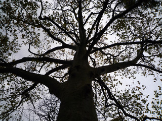 Ombre chinoise - arbre
