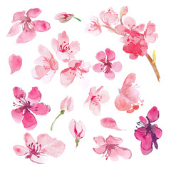 Set of watercolor sakura flower