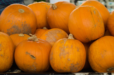 Pumpkins for sales on a stall in Swansea Market