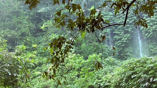 10156 rain forrest waterfall
