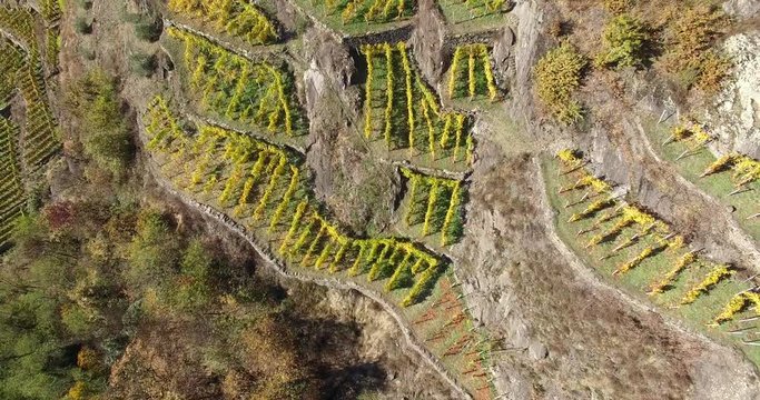 Terrazzamenti e vigneti in Valtellina - Vendemmia in autunno - Aerial view 4k