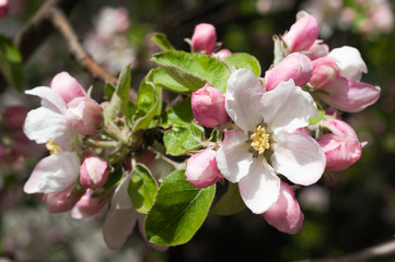 Apple blossoms in spring on white background