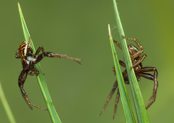 Two neighbors spiders