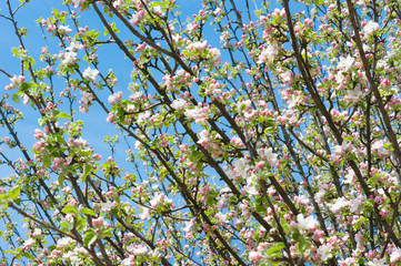 Apple blossoms in spring on white background