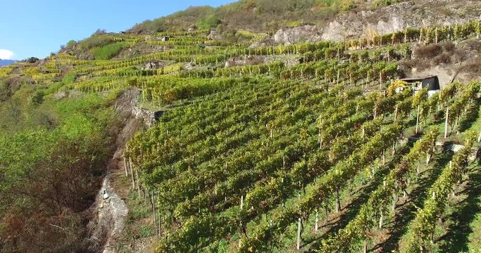 Vigneti e coltivazioni in Valtellina