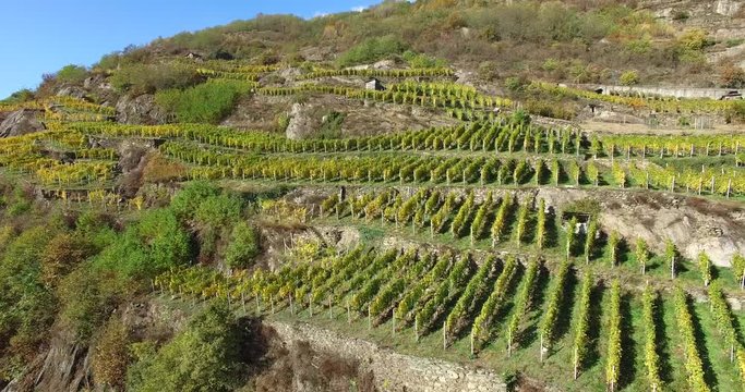 Vigne e uva - Coltivazioni su terrazzamenti - Vista aerea
