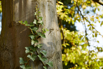 Efeu am Baumstamm