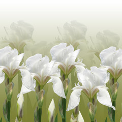 Beautiful summer background with iris flowers 