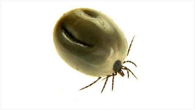 10560 big fat castor bean tick
