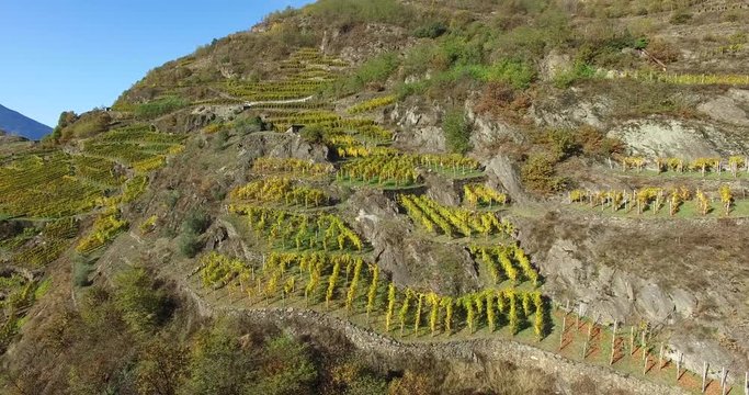 Coltivazioni in Valtellina - Vigneti - Aerial view 4k