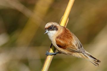 Pájaro moscón