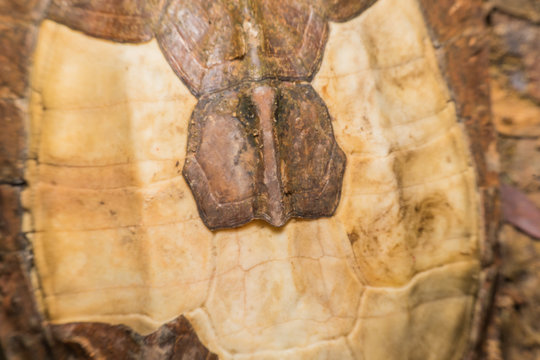 shell turtle